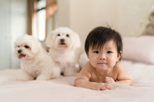 Load image into Gallery viewer, Family Portraiture By Shin (90 Minutes)